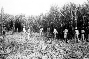 sugar_java_cuba_fig7